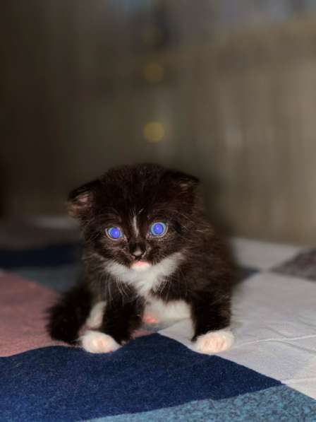 Котята в Крымске фото 4