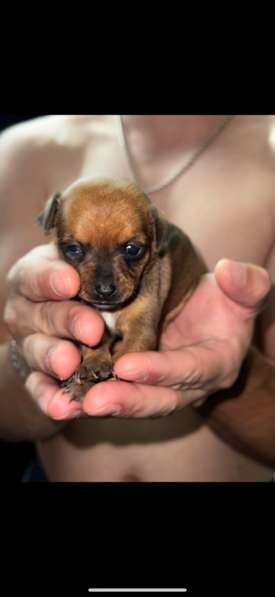 Мини той терьер в Волгограде фото 3
