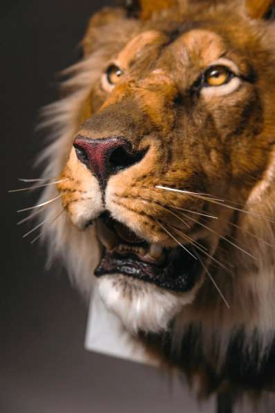 Берберийский черногривый лев (муляж) в Москве фото 4