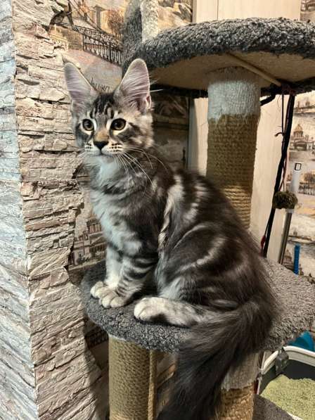 Котенок Мейн-кун с документами в Новосибирске фото 5