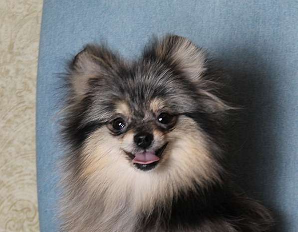 Мальчик медвежонок шпиц в Москве фото 5