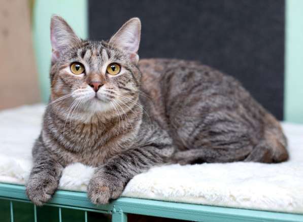 Серая полосатая ласковая котёнок Тея в дар в Москве фото 8