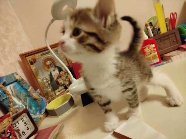 Умный котик в Химках