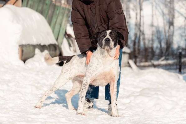 Красивый пёс необычного окраса ищет дом в Москве фото 4