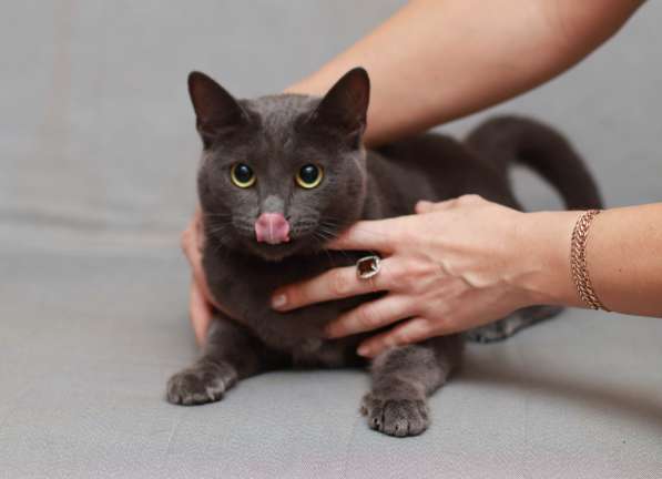 Грациозная красавица Капитошка ищет семью в Москве фото 19