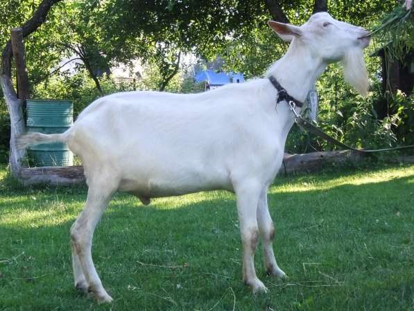 Чистопородные зааненские козлики в Голицыне фото 9