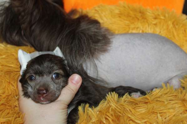 Пуховый мальчик кхс в Москве фото 15