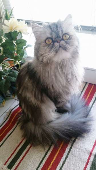 Экстремальная голубая персидская кошка от Интэр Чемпиона в Екатеринбурге фото 3