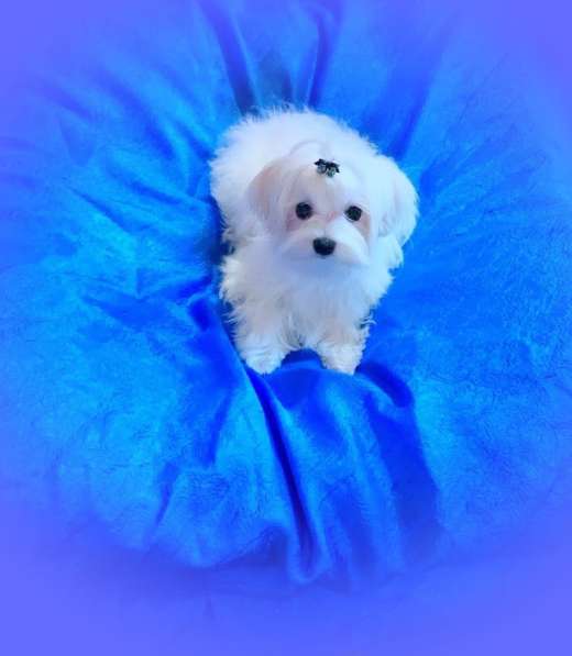 Мальтезе. Шикарные щенки. Мальчик в Екатеринбурге