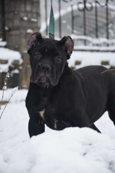Cane Corso puppy в фото 6