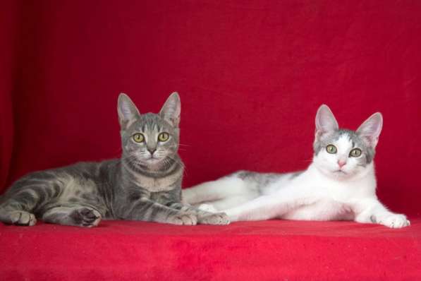 Классные котята в дар