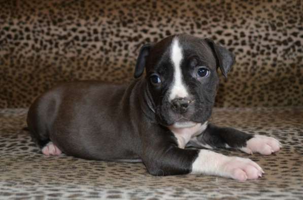 Шикарные Амстаффики мальчики и девочки ркф в Москве фото 7