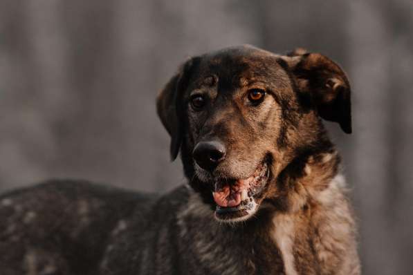 Надёжный Друг Курт ищет семью в Москве фото 38