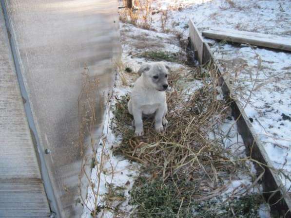 Отдам щенков для охраны частного дома, Возраст 2 мес, Вырастут среднего размера, Кабели в Новосибирске фото 3