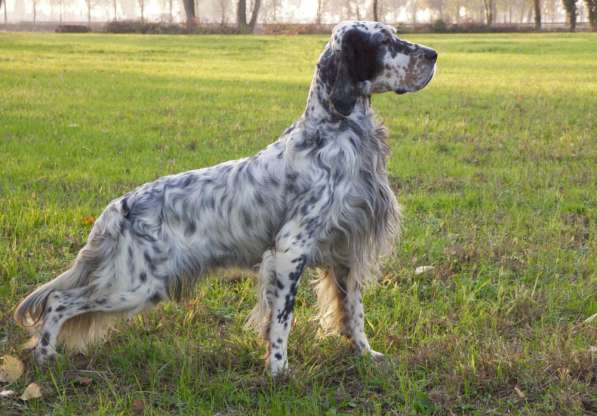 Английский сеттер щенки из элитного питомника в Москве фото 39