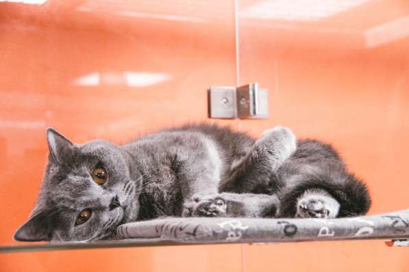 Передержка для кошек в Люберцы фото 23