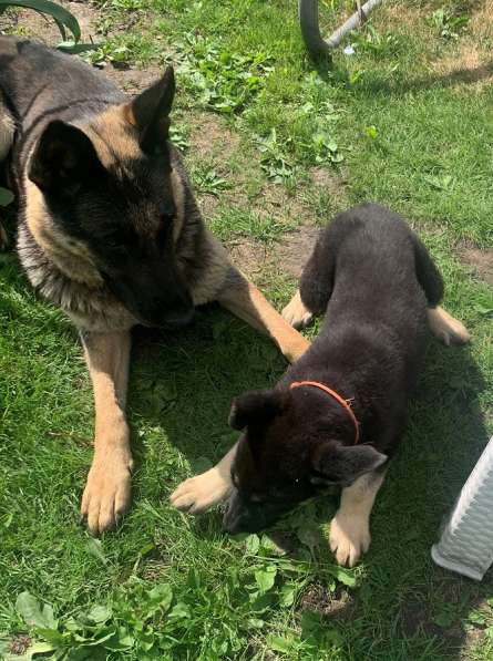 Щенки ВЕО с документами в Санкт-Петербурге фото 17