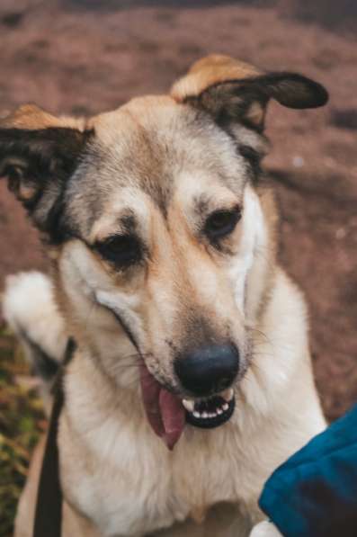 Добрейшая и милейшая собака ищет дом в Санкт-Петербурге фото 16