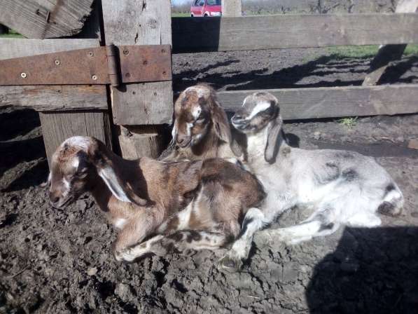 Англо-нубийские козлята мраморные в Краснодаре фото 4