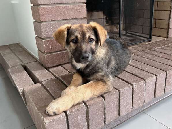 Очень милая девочка-щенок Мила ищет добрые руки в Москве фото 4