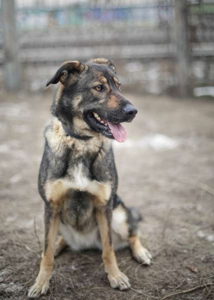 Идеальная собачка-компаньон Вита в поисках хозяев и дома в Москве фото 5
