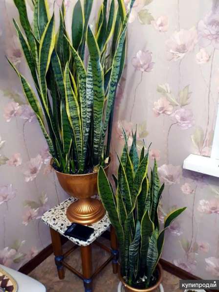 Растения комнатные в Красноярске