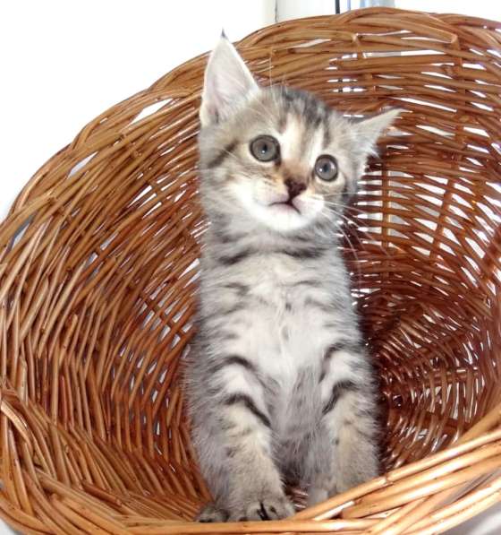 Котята в добрые руки в Москве фото 24