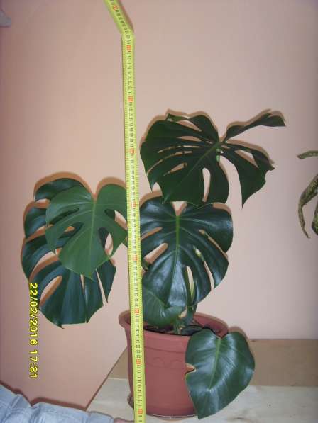 Экзотические тропические растения для дома и офиса в Екатеринбурге фото 5