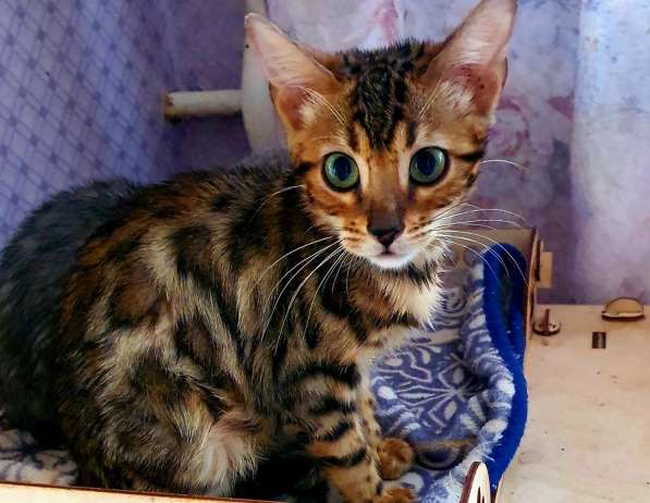 Bengal kitten в фото 3