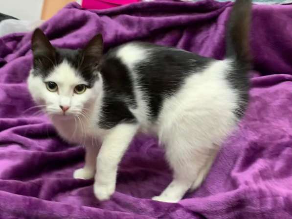 Котенок мальчик в Краснодаре фото 14