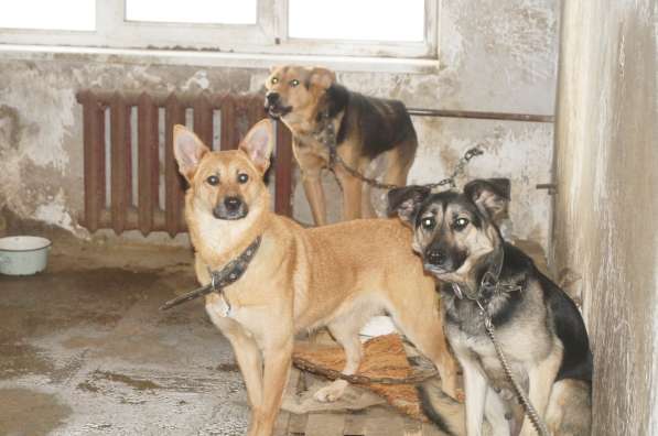 Собачки из приюта ищут дом в Воркуте фото 5