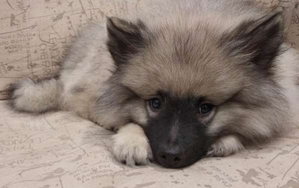 Щенок кеесхонда/вольфшпица в Екатеринбурге фото 4