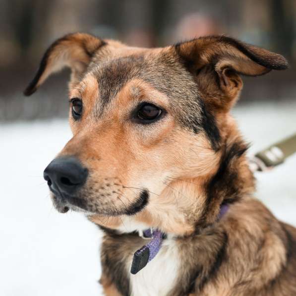 Очаровательная собачка компактного размера в Санкт-Петербурге фото 58