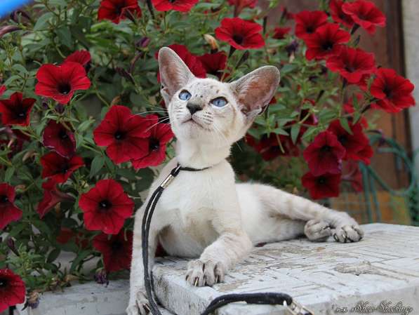 Сиамские котята, современного типа в Казани
