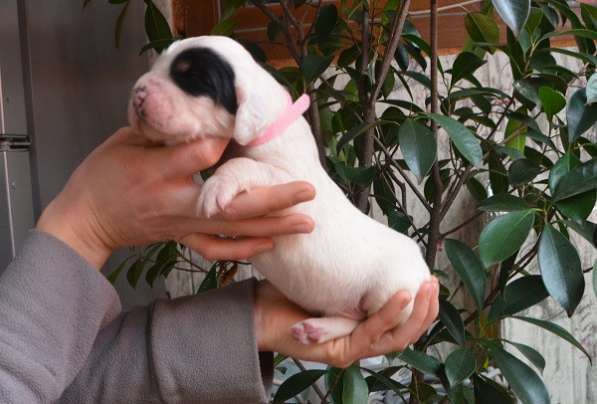 Английский сеттер щенки из элитного питомника в Москве фото 21