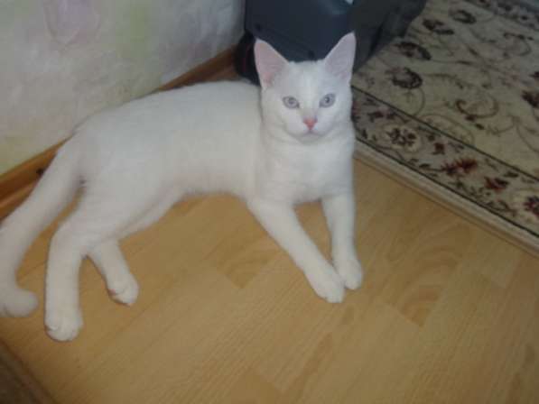 Белый голубоглазый котик као мани приглашает на вязку в 