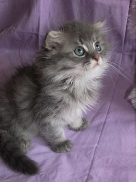 Шотландская вислоухая в Санкт-Петербурге фото 8