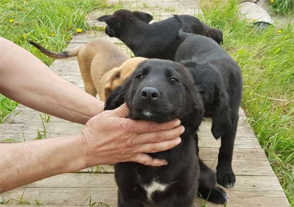 Замечательные щенки ищут любящую семью в Москве фото 3