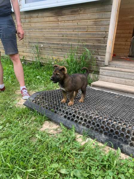 Ищет дом щенок, чуть меньше двух месяцев в Москве
