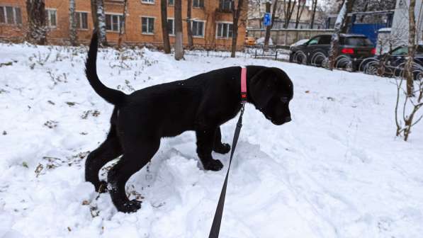 Алиментный мальчик в Москве фото 5