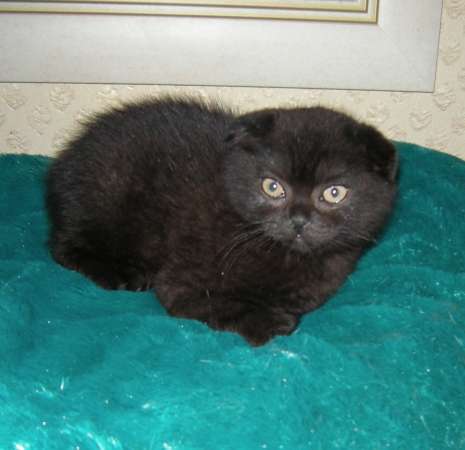 Продается черный вислоухий котенок в Дубне