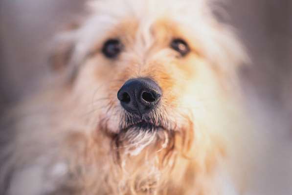 Трогательный Чарлик ищет дом в Москве фото 18