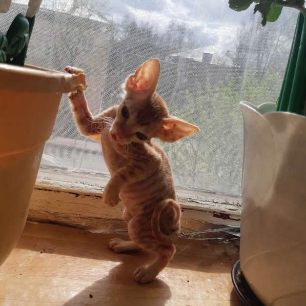 Сфинкс в Москве фото 10