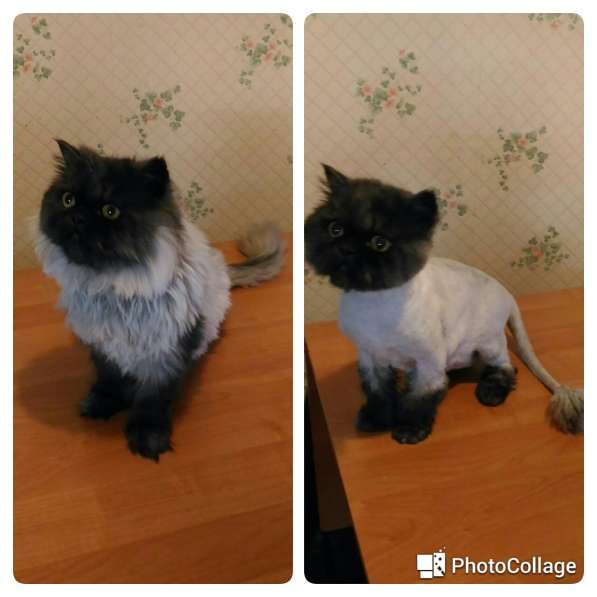Стрижка собак, кошек, котов (любая сложность, БЕЗ НАРКОЗА в Москве фото 10