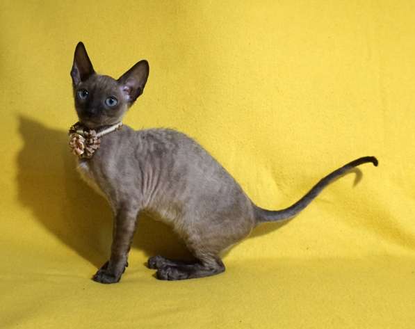 Котята корниш рекс в Москве