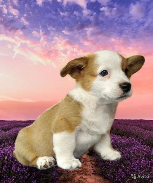 Девочки вельш корги кардиган в фото 12