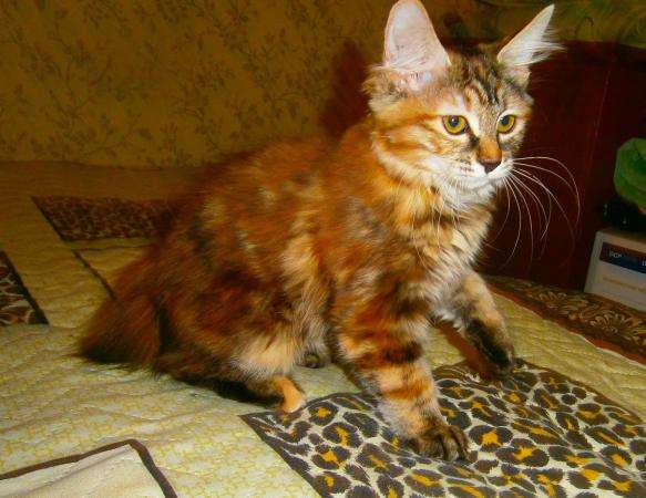 Котенок уникальной породы в Тюмени фото 3