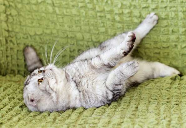 Вислоухий котик Оскар ищет дом в Москве фото 3