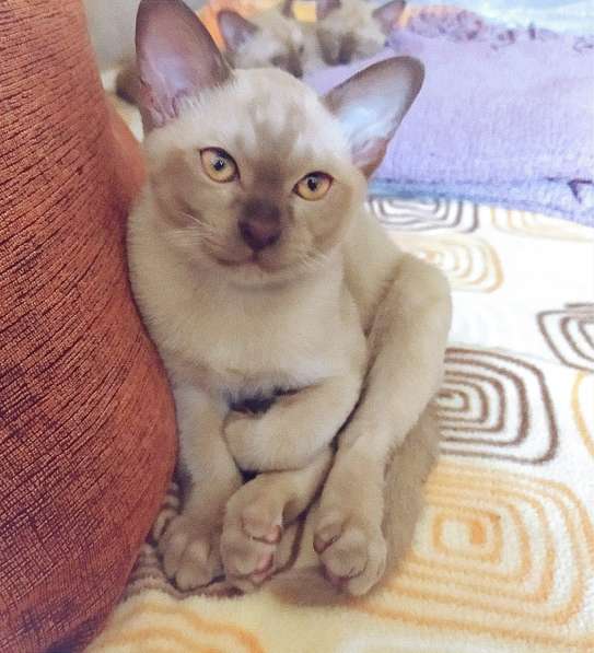 Котята породы бурманская европейская в фото 10