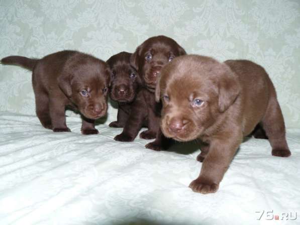 Шоколадный щенок лабрадора в Ярославле фото 9